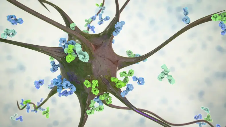 Antibodies attacking neuron