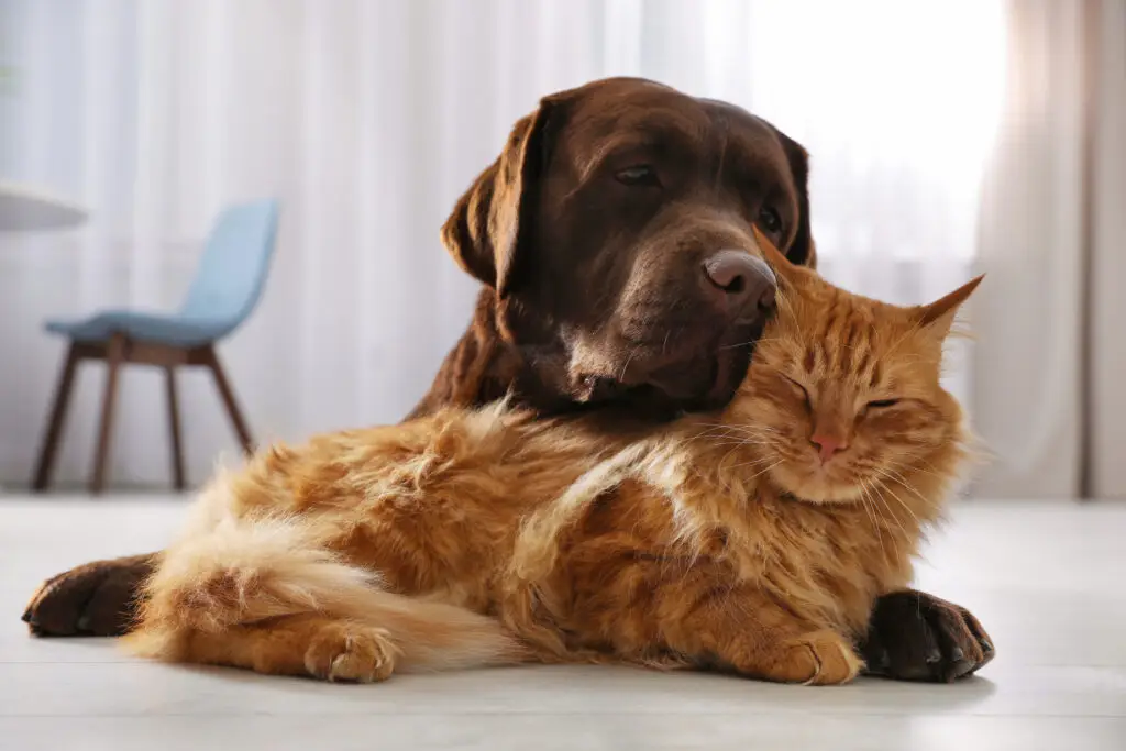 Affectionate Chocolate Labrador Retriever Hugging Ginger Cat.
